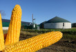 Photo: Biogasanlage lagert Mais ein Biogasanlage lagert Mais ein