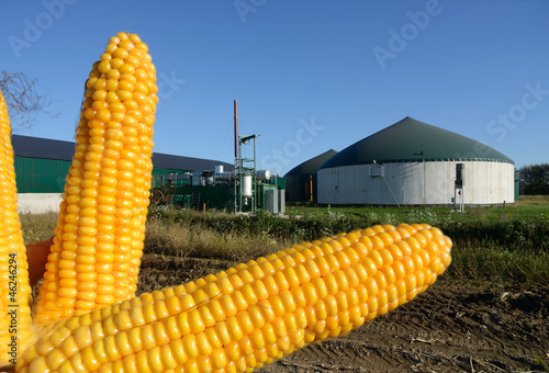 Photo: Biogasanlage lagert Mais ein Biogasanlage lagert Mais ein