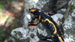 Tailed amphibian, fire salamander