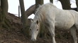 biały koń na rancho