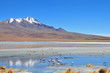 Flamants roses en Bolivie.