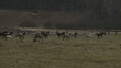 galopujące konie na rancho