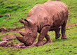 White Rhinoceros (Ceratotherium simum)