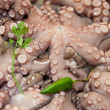 Foto: raw octopus raw octopus