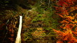 waterfall in autumn