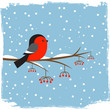 Cute  bullfinch on branch rowan