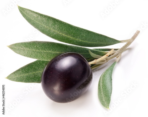 Photo: Ripe black olive with leaves. Ripe black olive with leaves.
