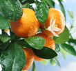 Ripe tangerines on a tree branch.