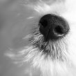 A dog's nose