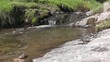 Stream