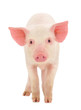 Pig on white