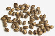 Castor oil seeds