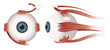 Human eye