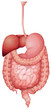 Human digestive system