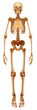 Human skeletal system