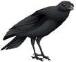 Corvus coronoides