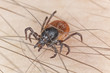 Tick on human skin, extreme close-up with high magnification