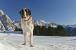 Skiing through Dolomites mountains and San Bernardo