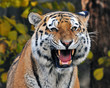 Sibirischer Tiger
