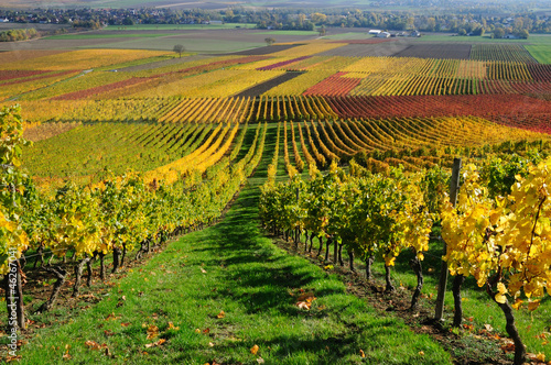Photo: Vineyards in autumn colours. The Rhine valley, Germany Vineyards in autumn colours. The Rhine valley, Germany