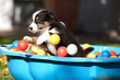 Australian Shepherd Welpe