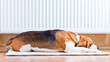 The dog  near to a warm radiator