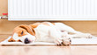 The dog  near to a warm radiator