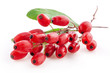  Barberry with leaves isolated on a white background