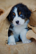 Australian Shepherd Welpe
