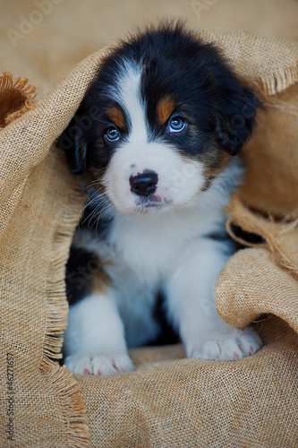 Photo: Australian Shepherd Welpe Australian Shepherd Welpe