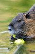 Muskrat