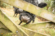 Photo: abstract of cattle behind a wooden gate abstract of cattle behind a wooden gate