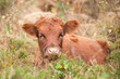 Photo: young brown cow laying in autumn foliage young brown cow laying in autumn foliage