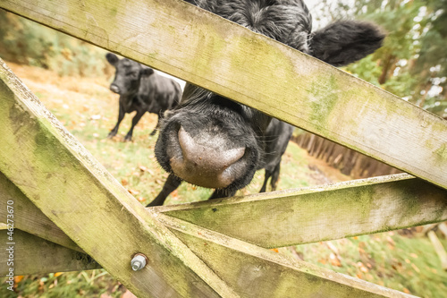 Photo: abstract of cattle behind a wooden gate abstract of cattle behind a wooden gate