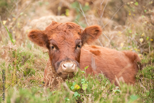 Photo: young brown cow laying in autumn foliage young brown cow laying in autumn foliage