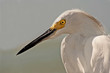 Reiher