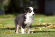 Australian Shepherd Welpe