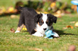 Australian Shepherd Welpe