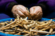 Dry pods of haricot beans