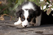 Australian Shepherd Welpe