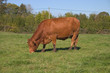 Foto: boeuf limousin boeuf limousin