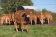 Foto: un veau limousin un veau limousin