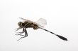dragonfly flying
