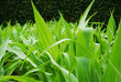 Corn stems