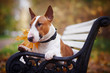 The red bull terrier lies on a bench