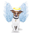 angel dog feather wings aura nimbus