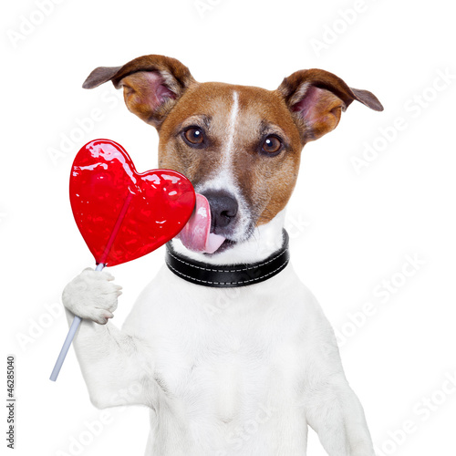 Photo: valentine lollipop heart dog licking valentine lollipop heart dog licking