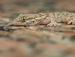Gecko