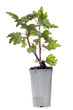 Photo : groseillier en pot groseillier en pot