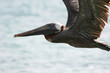 Pelican in Flight wings up